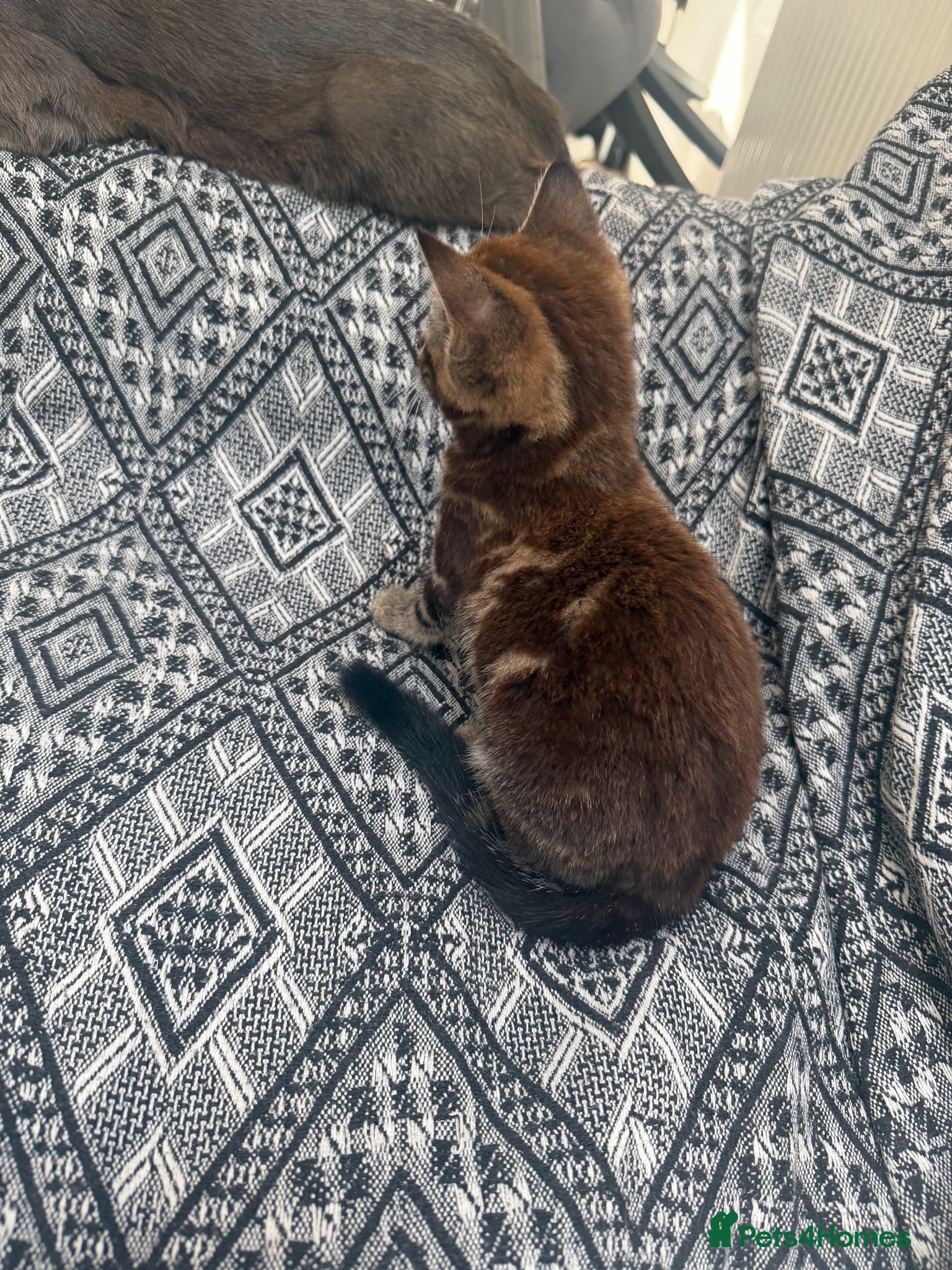 Mixed Breed cats Main coon x Russian blue mix - Advert 8
