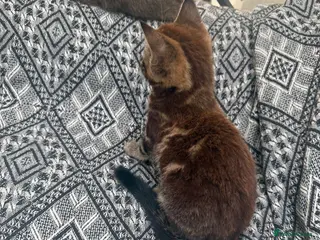 Mixed Breed cats Main coon x Russian blue mix - Advert 5