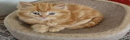 Mixed Breed cats for sale: 2 kittens half British shorthair - Advert 4