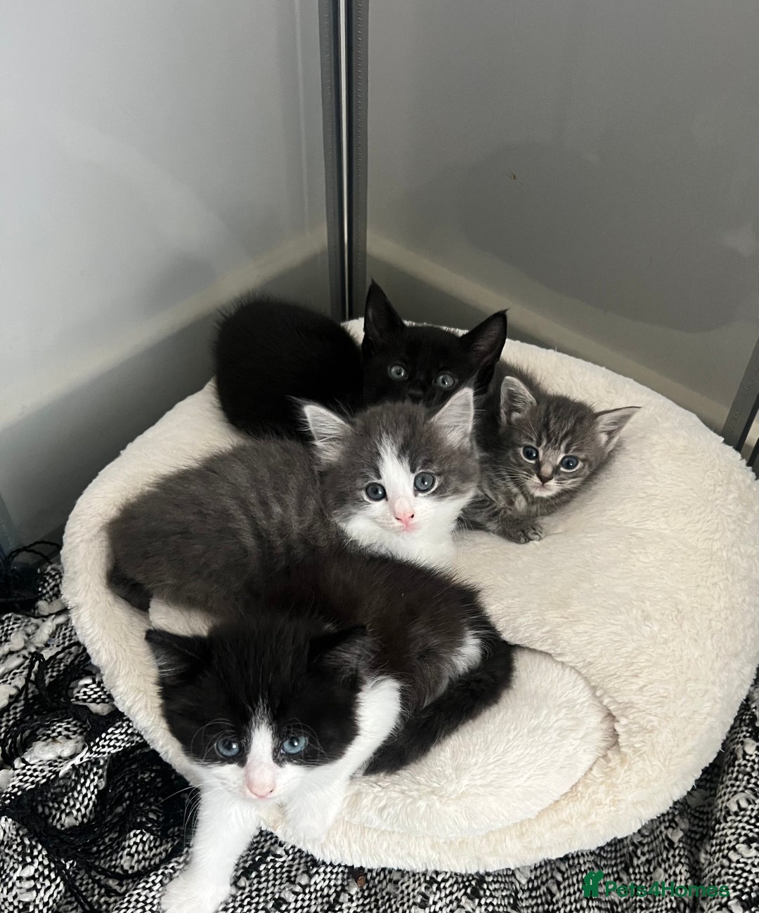 Mixed Breed cats for sale: Beautiful kittens - Image 2