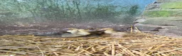 Ducks poultry for sale: Call ducklings for sale in Hexham - Advert 4