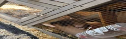 Ferret rodents for sale: Mixed ferret kits  - Advert 7
