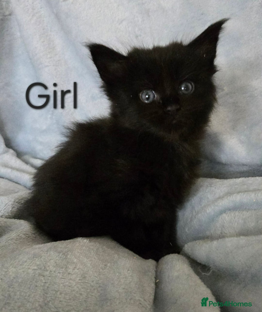 Maine Coon cats for sale: 4 Maine Coons girls. - Advert 9