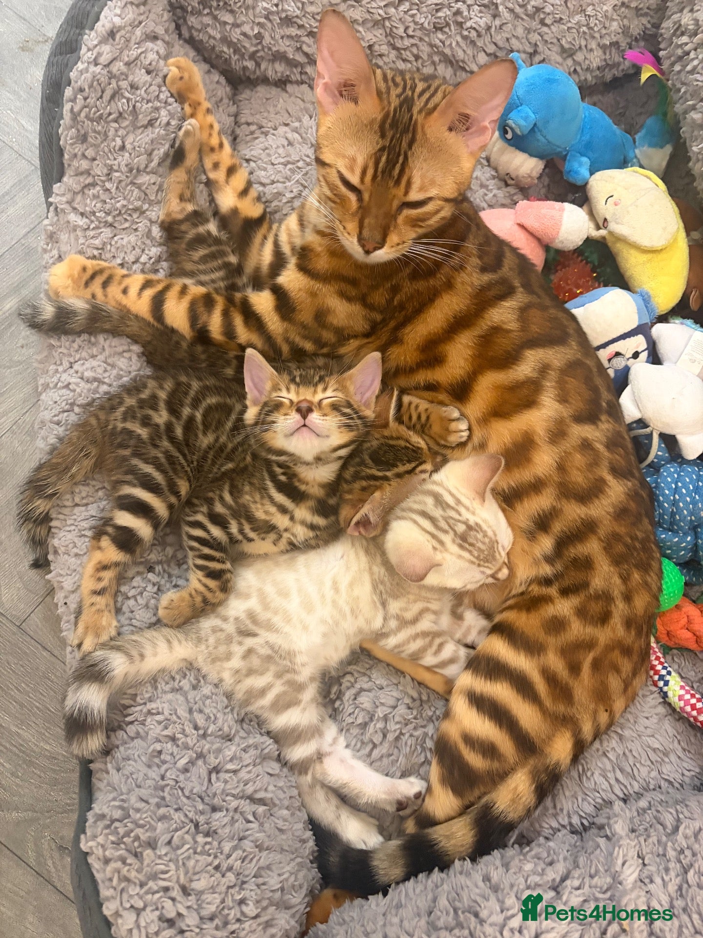 Bengal cats Outstanding pedigree bengals!  - Advert 18