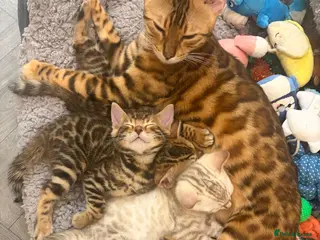 Bengal cats Outstanding pedigree bengals! - Advert 2