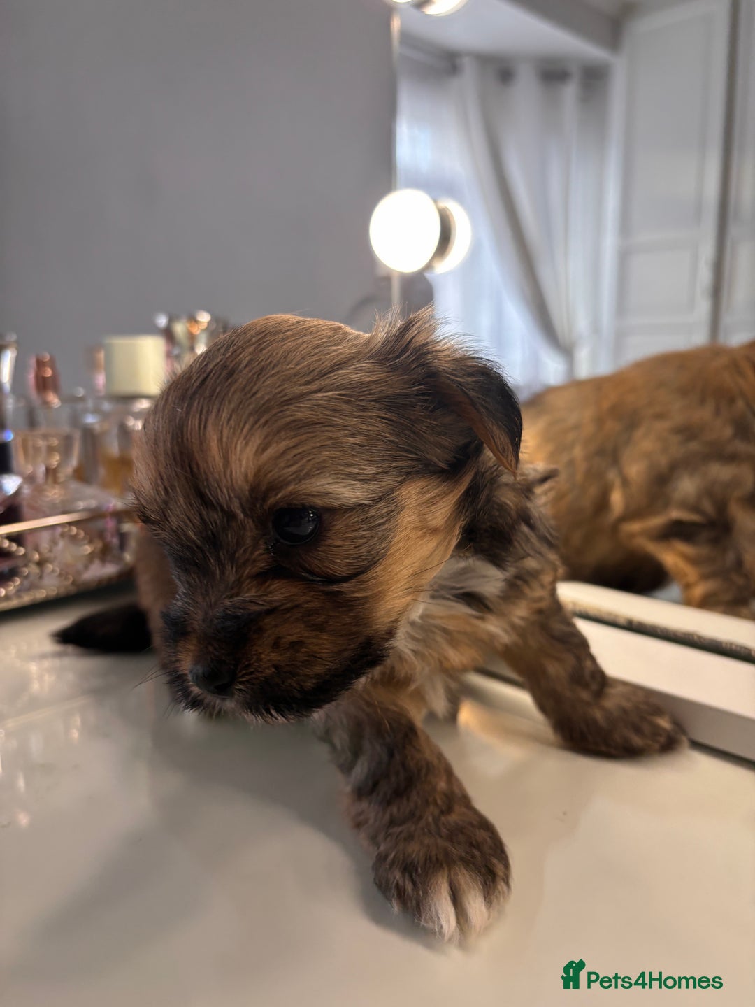 Yorkshire Terrier dogs for sale: Pedigree Yorkshire Terrier - Advert 2