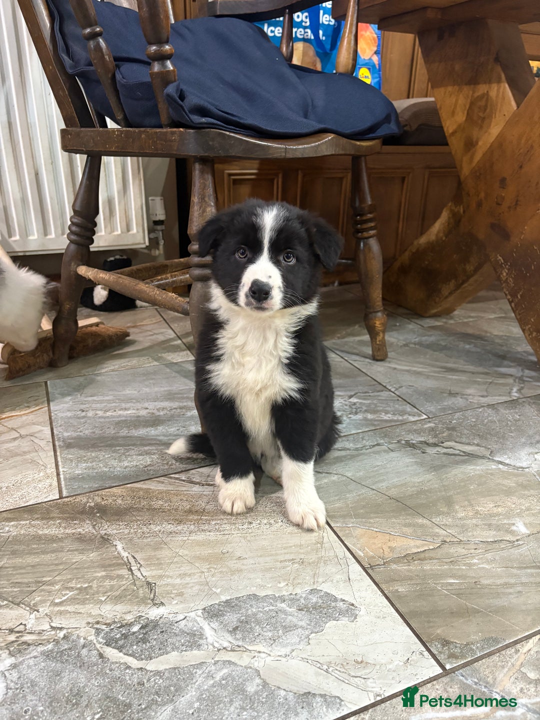 Border Collie dogs for sale: Border collie puppies  - Advert 21