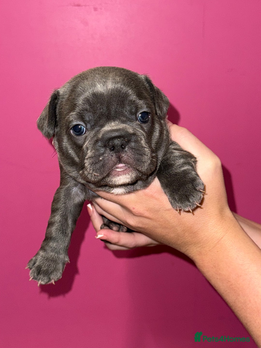 French Bulldog dogs for sale: 5 female French Bulldog –9 weeks old💙 🐾 - Advert 28