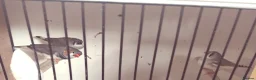 Finches birds for sale: Baby zebra finches  in Wigan - Advert 3