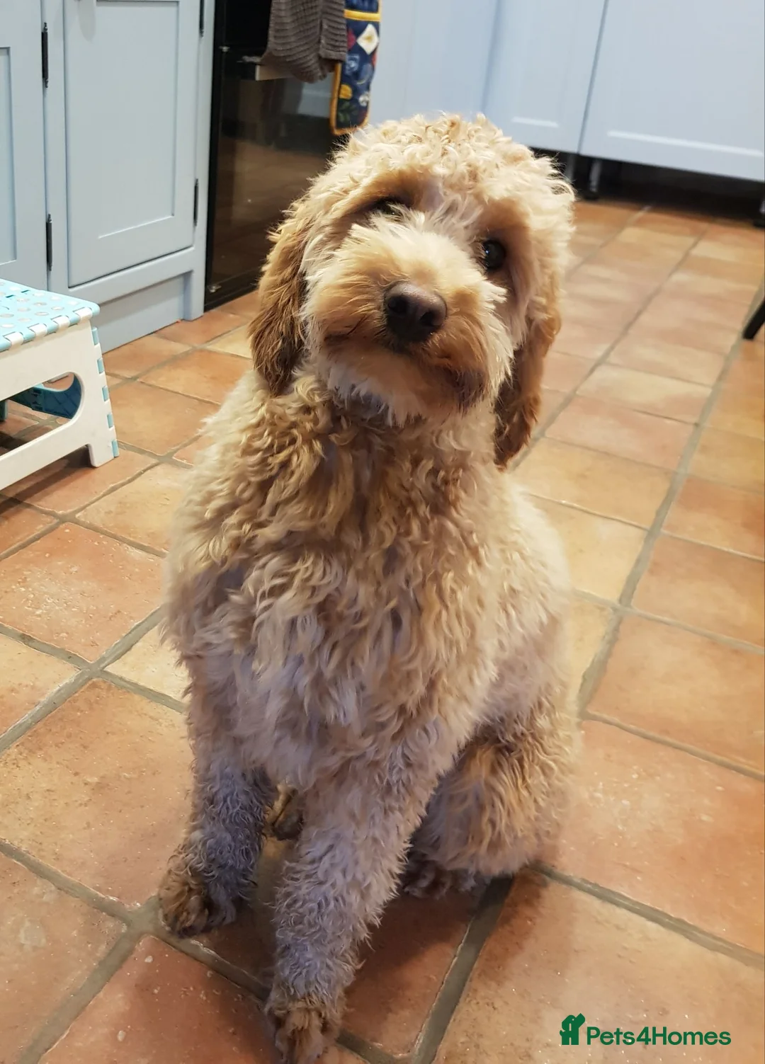 Mini Goldendoodle dogs for sale: Jasmine - Advert 1