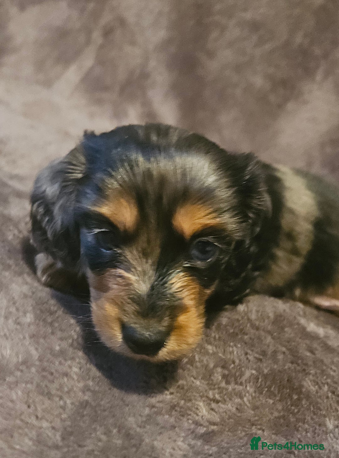 Miniature Dachshund dogs for sale: 3 adorable long hair miniature dachshund boys - Advert 4