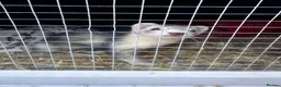 Ferret rodents for sale: Female ferret kit - Advert 3