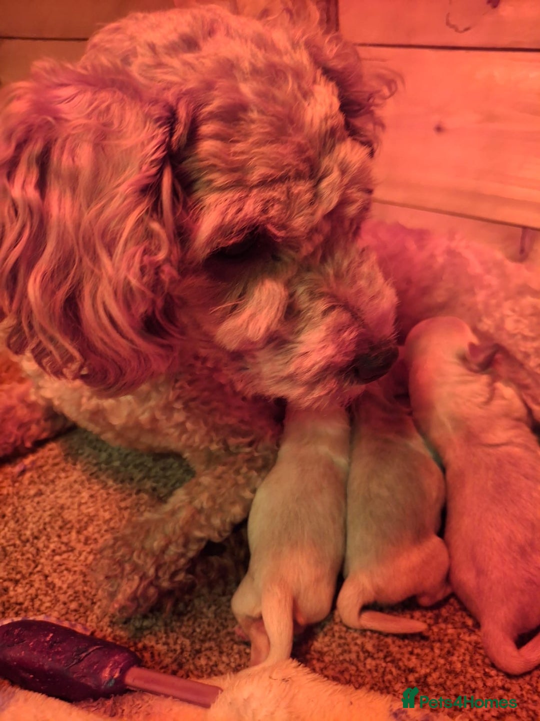 Maltipoo dogs for sale: Tiny Maltipoos available  - Image 7