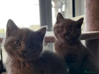 British Shorthair cats 💙British Shorthair blue boys Ready to leave - Advert 16