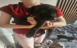 Great Dane dogs for sale: Great dane puppies  - Image 31