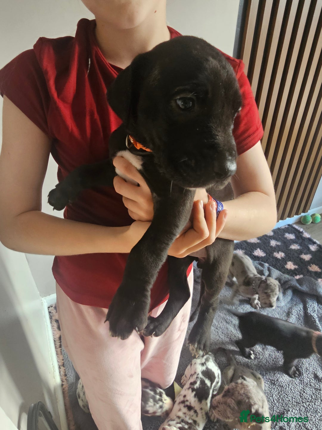 Great Dane dogs for sale: Great dane puppies  - Image 31