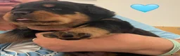 Rottweiler dogs for sale: Champion German Rottweiler Puppies - Advert 24