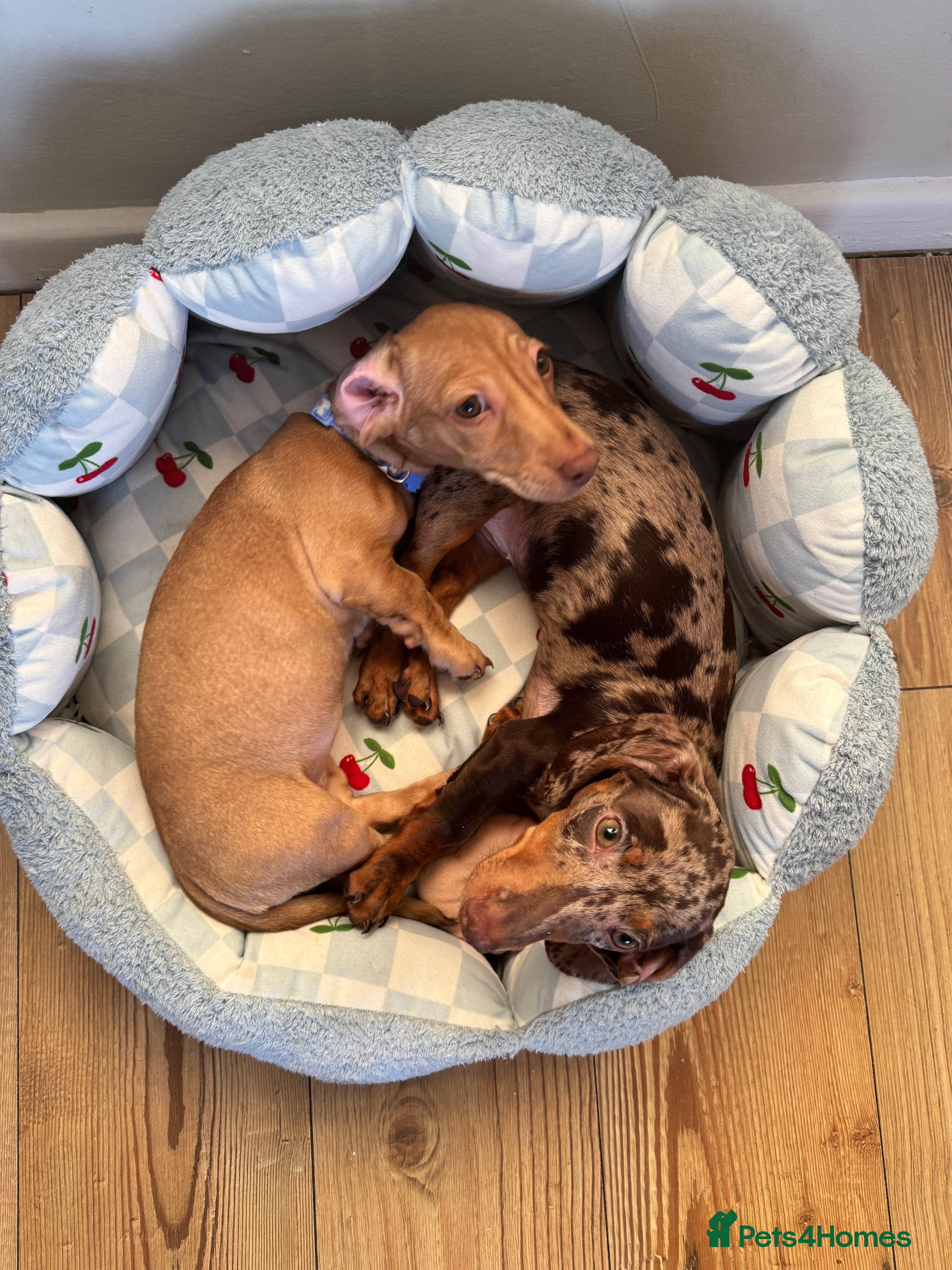 Miniature Dachshund dogs Maple and Poppy miniature Dachshund  - Advert 3