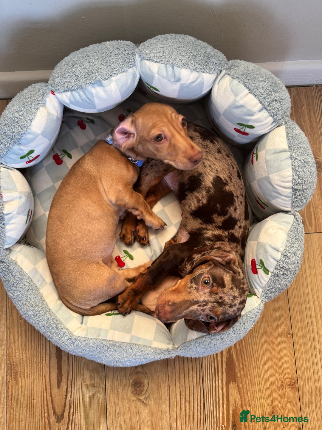 Miniature Dachshund dogs for sale: Maple and Poppy miniature Dachshund  - Advert 1