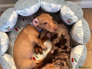 Miniature Dachshund dogs Maple and Poppy miniature Dachshund - Advert 3