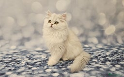 Scottish Fold cats for sale: Excellent Scottish fold kittens  - Image 29