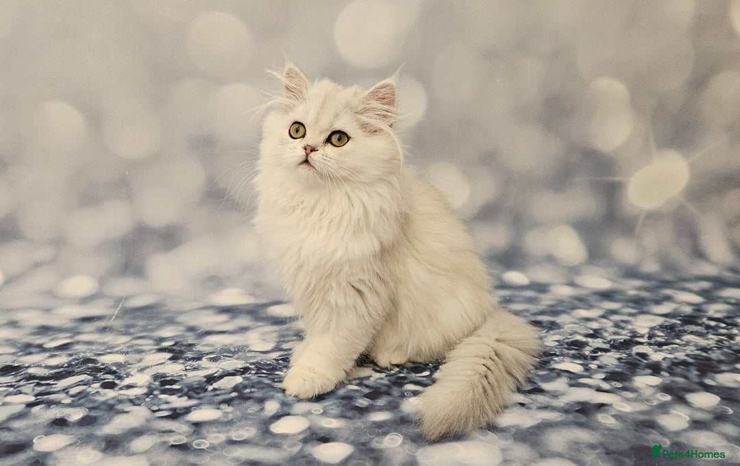 Scottish Fold cats for sale: Excellent Scottish fold kittens  - Image 29