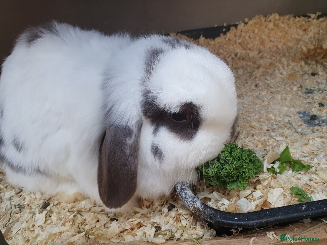 Mini Lop rabbits for sale: Spayed and neutered rabbits for adoption  - Advert 11