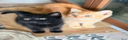 British Shorthair cats for sale: Stunning BSH Kittens Ready Now! - Advert 10