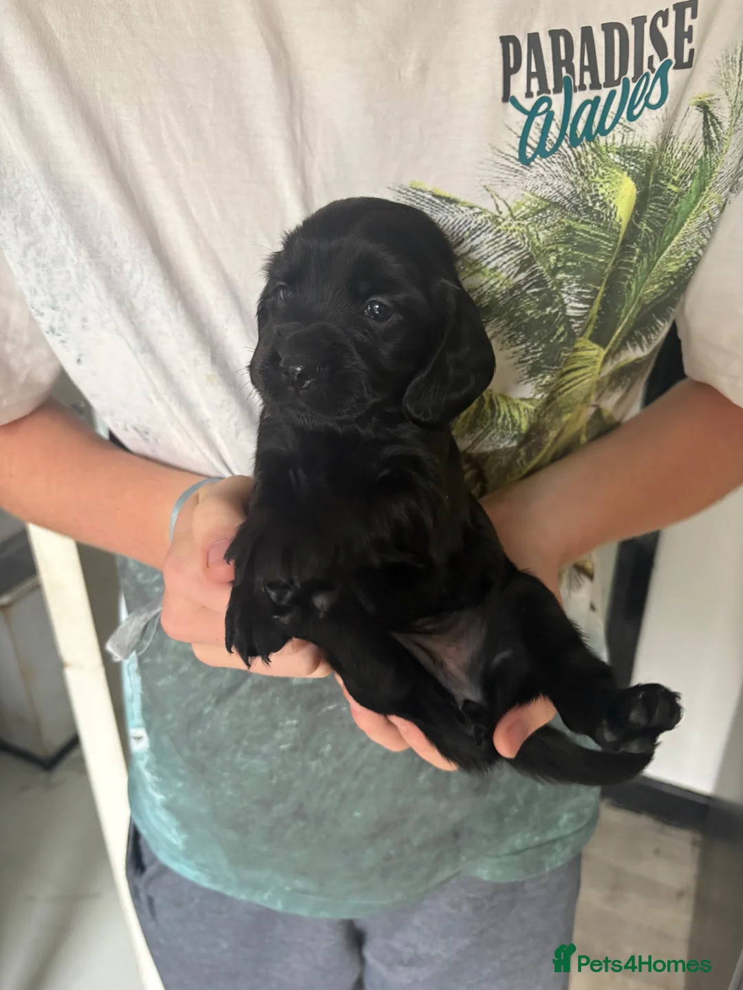 Cocker Spaniel dogs for sale: Beautiful cocker spaniel puppies - Advert 15