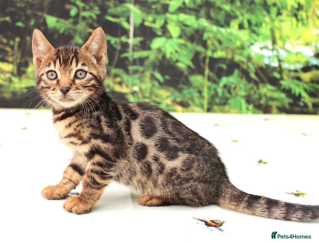 Bengal cats for sale: CUTE SNOW & BROWN BENGAL KITTENS (TICA REG) - Image 6