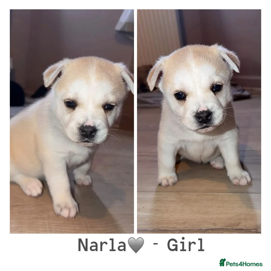 Mixed Breed dogs for sale: Beautiful Puppies  - Advert 6