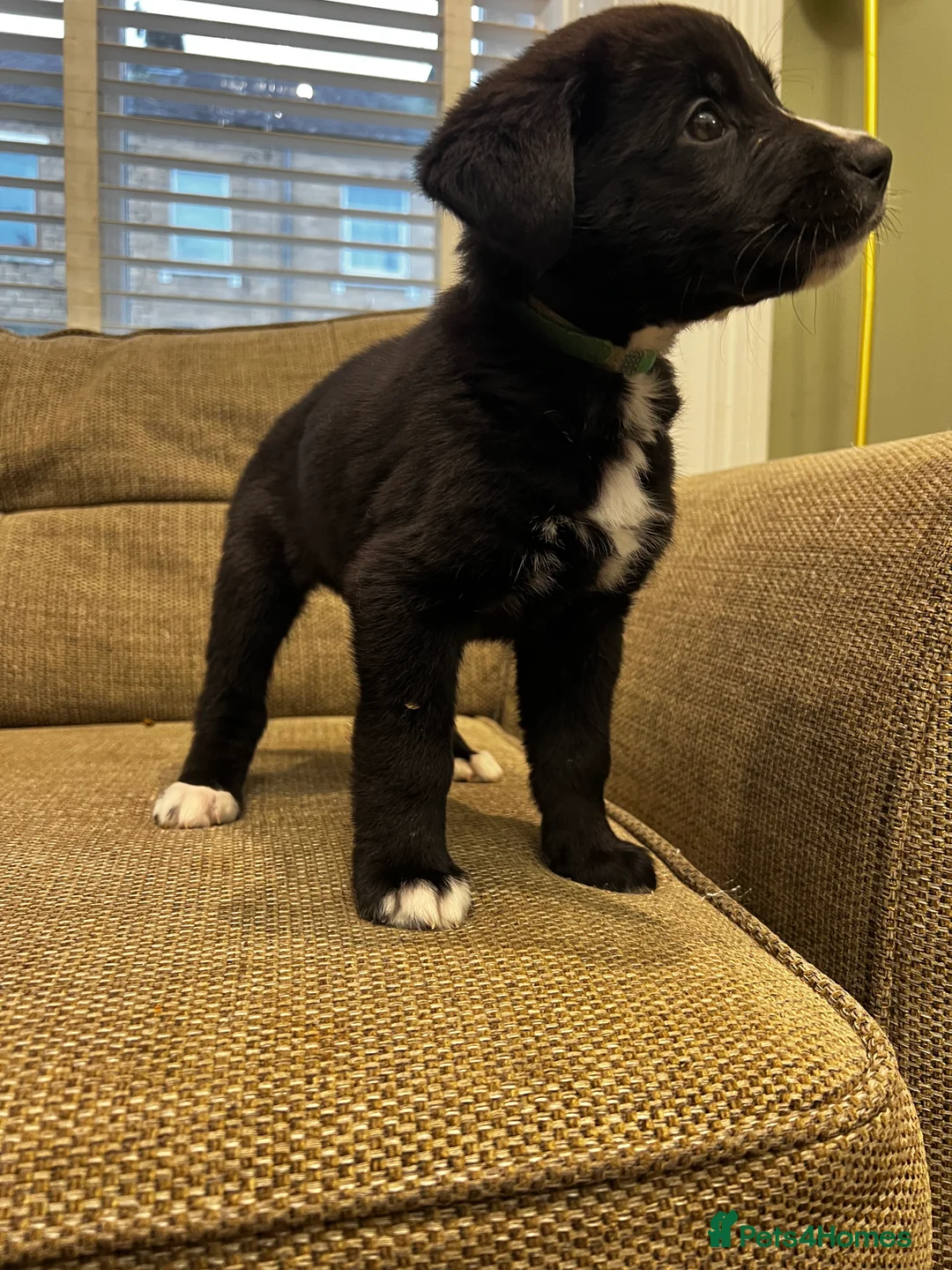 Mixed Breed dogs for sale: Bernese X Huskydor Pups - Advert 35