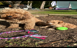 Cavapoo dogs for sale: Cavapoo puppies - Image 2