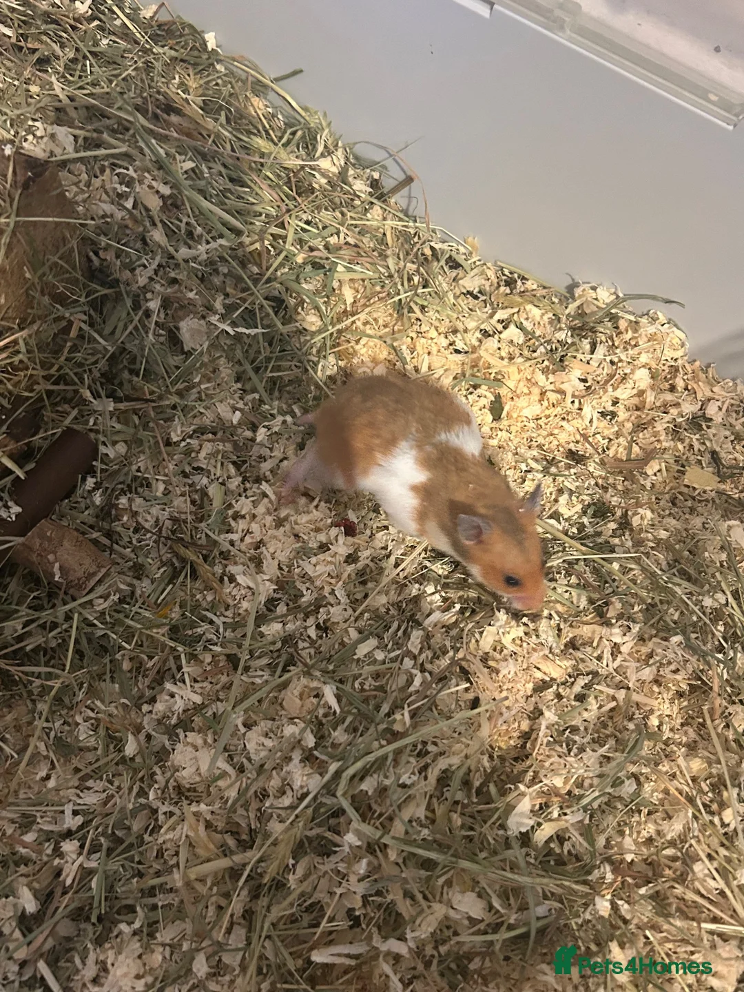 Hamster rodents for sale: 8-10 Week Old female Syrian hamster in Bedford - Advert 2