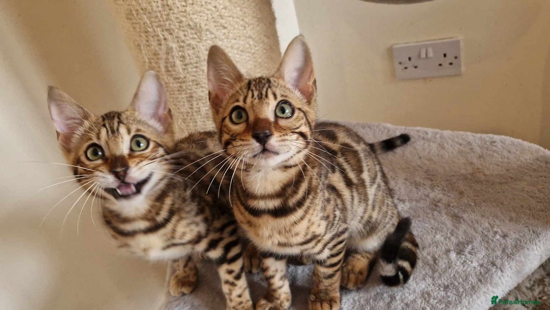 Bengal cats for sale: Amazing Bengal kittens 🥰 last boy left ❤️ in Corby - Image 34