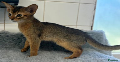 Abyssinian cats - Advert 7