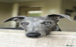 Whippet dogs for sale: Pedigree Purebred Blue and Two Toned Whippets - Image 8