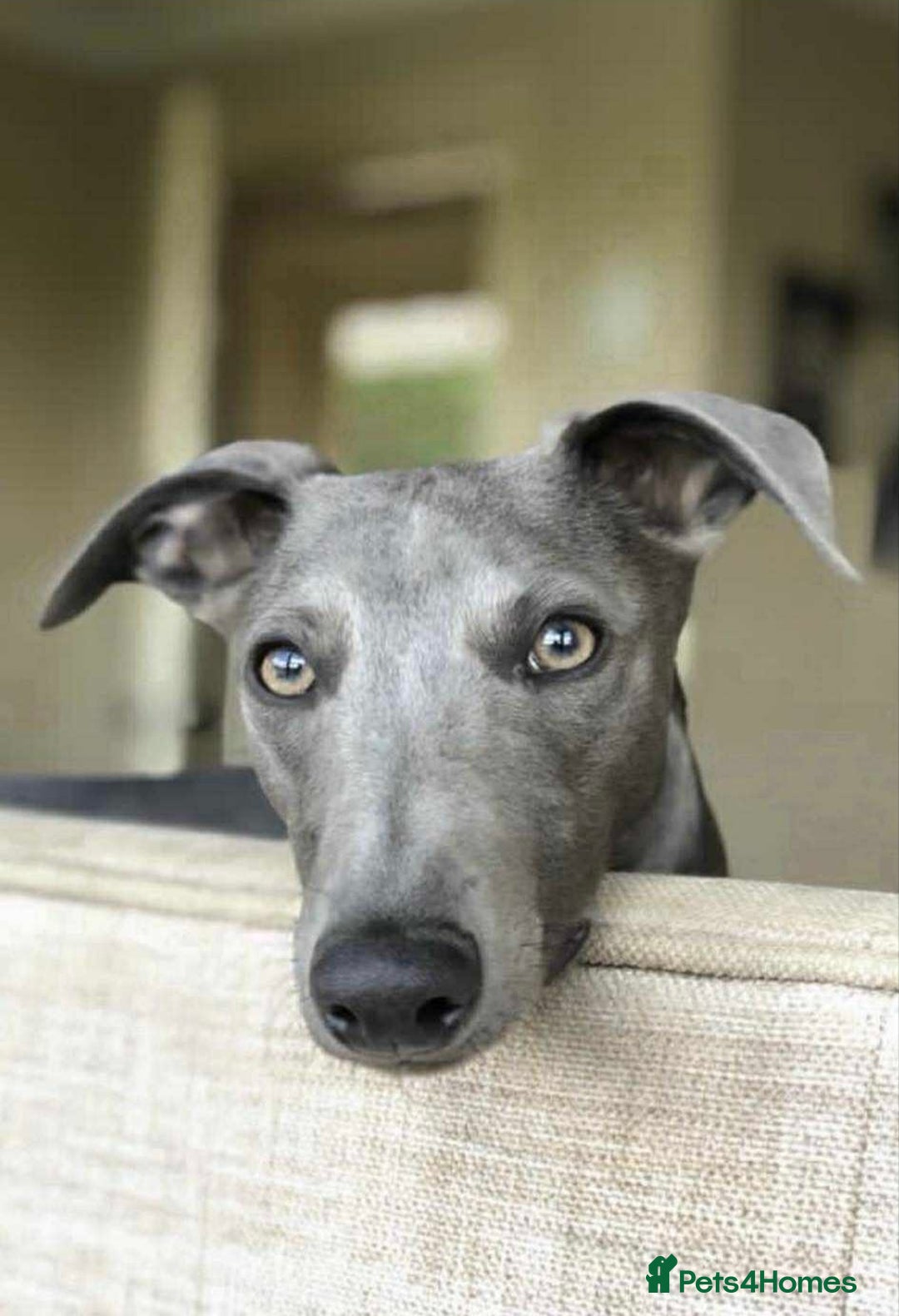 Whippet dogs for sale: Pedigree Purebred Blue and Two Toned Whippets - Image 8