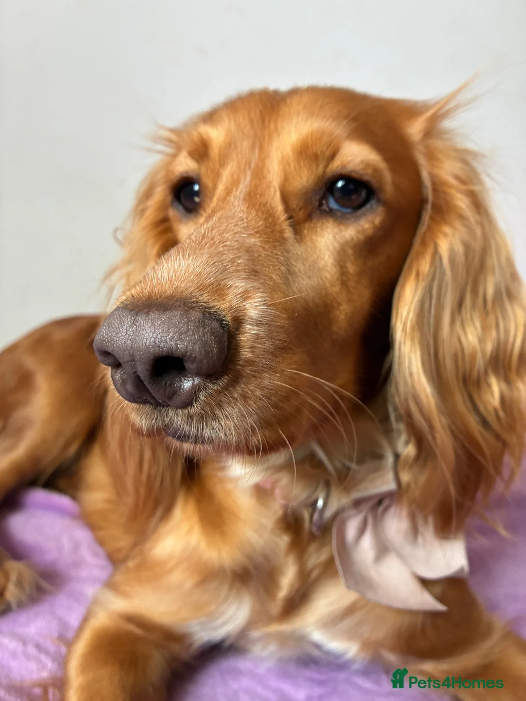 Cocker Spaniel dogs for sale: 6 beautiful cockers  - Advert 1
