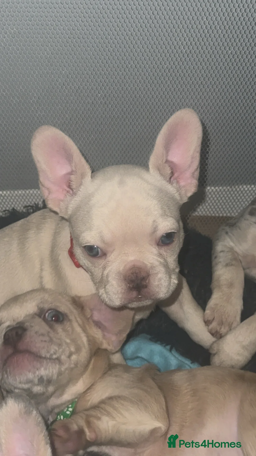 French Bulldog dogs for sale: Vaccine and Micro Chipped French Bulldog Puppies - Advert 30