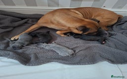 Staffordshire Bull Terrier dogs for sale: Staffy pups ready 26th august 2 brindle 3 blue - Image 11