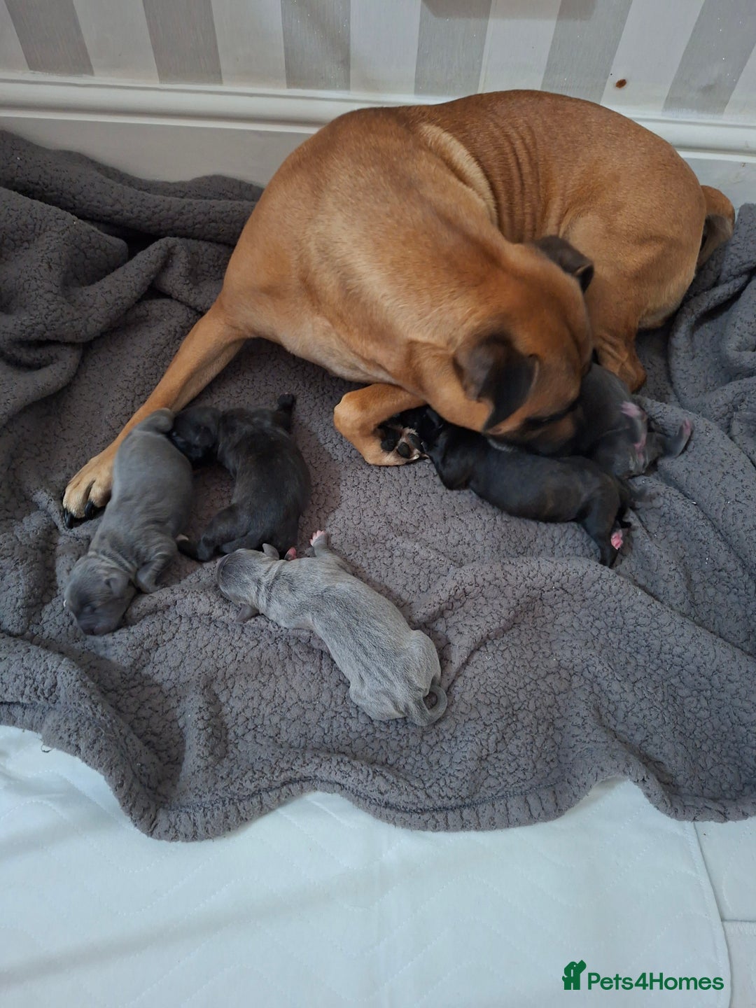 Staffordshire Bull Terrier dogs for sale: Staffy pups ready 26th august 2 brindle 3 blue - Image 11