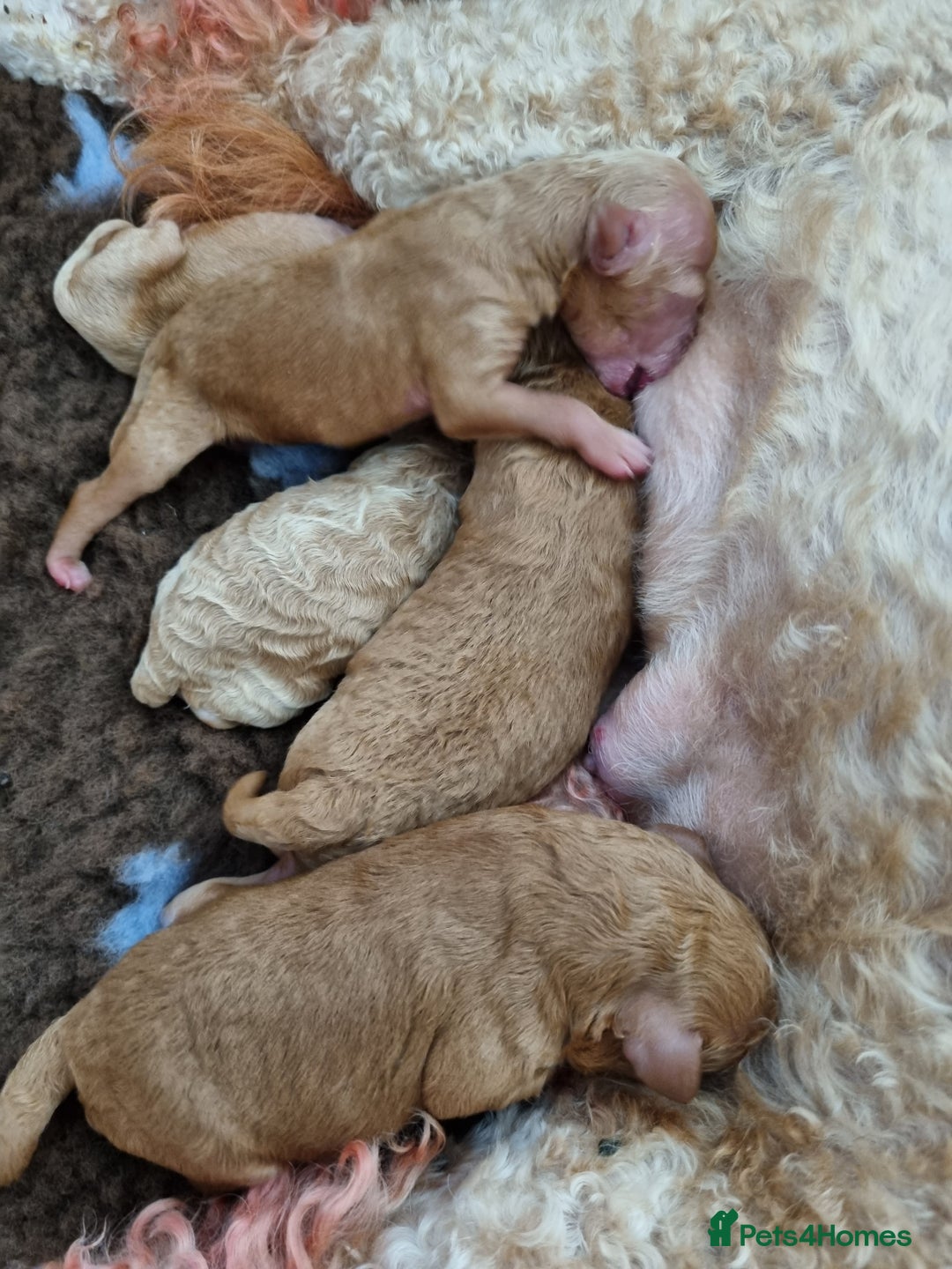 Miniature Poodle dogs for sale: Beautiful Miniature poodles - Image 3