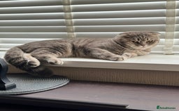 Scottish Fold cats for sale: Scottish Fold - Adorable Indoor Cats  - Image 5