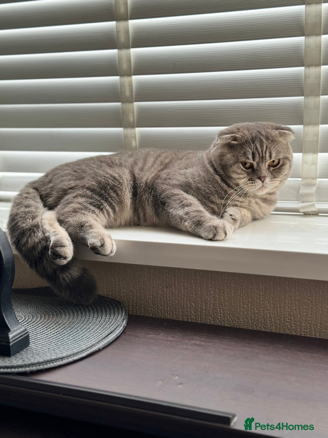 Scottish Fold cats for sale: Scottish Fold - Adorable Indoor Cats  - Image 5