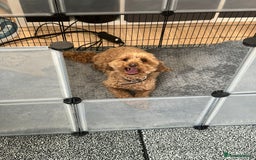 Maltipoo dogs for sale: 💛  Maltipoo Puppies Ready 16th Dec  💛 - Advert 2