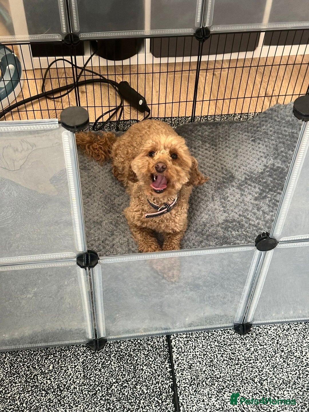 Maltipoo dogs for sale: 💛  Maltipoo Puppies Ready 16th Dec  💛 - Advert 2