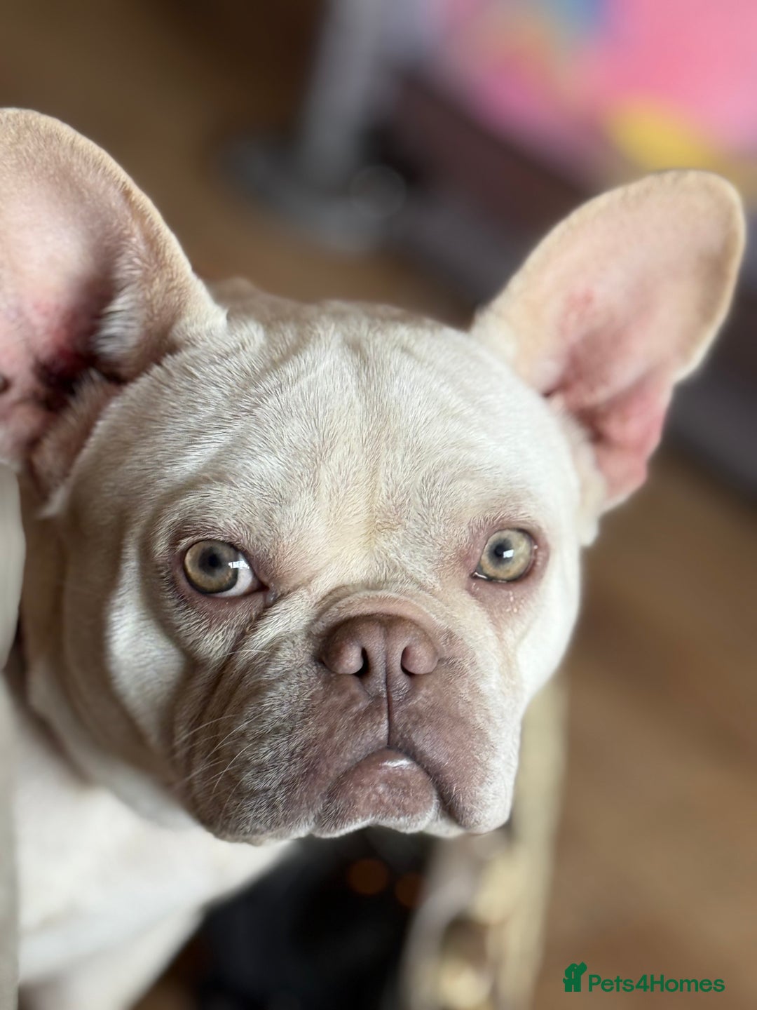 French Bulldog dogs for sale: 2 Frenchie girls  - Image 8