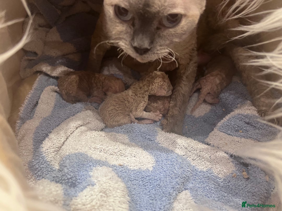 Devon Rex cats for sale: Ready now GCCF outstanding Devon Rex kittens  - Image 22