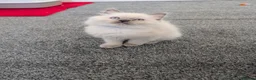 Ragdoll cats for sale: 4 beautiful Ragdoll Turkish Van kittens - Advert 4